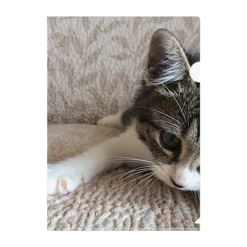 こねこのパル～南の島のにゃんこ～ Clear File Folder