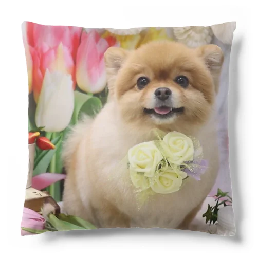 あたち、ポンジュ Cushion