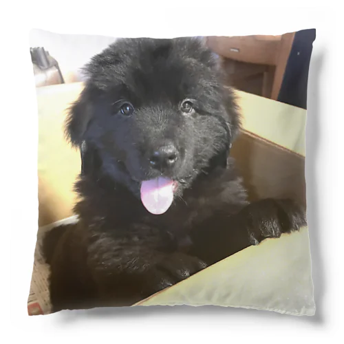 ビムクッション Cushion