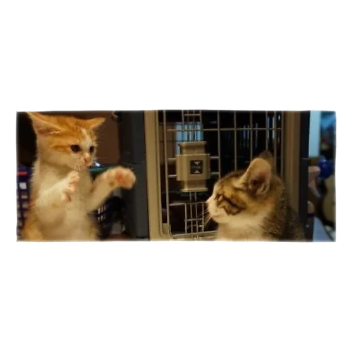 猫ちゃ達の日常 Face Towel