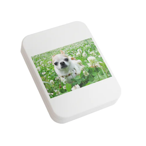 カラフルチワワ（クローバー） Flat Tin Case