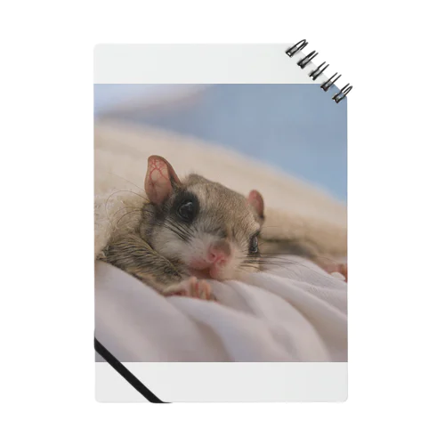 アメリカモモンガのカノン Notebook