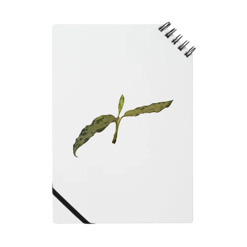 アグラオネマ Notebook