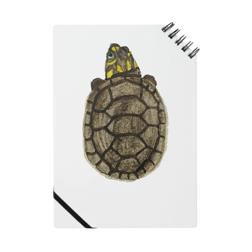 モンキヨコクビガメ Notebook