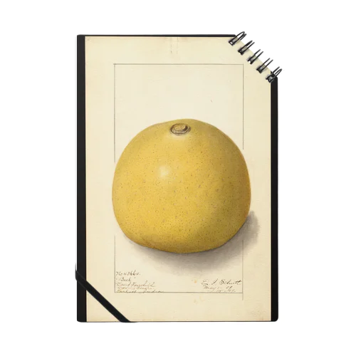 Aegle marmelos  Notebook