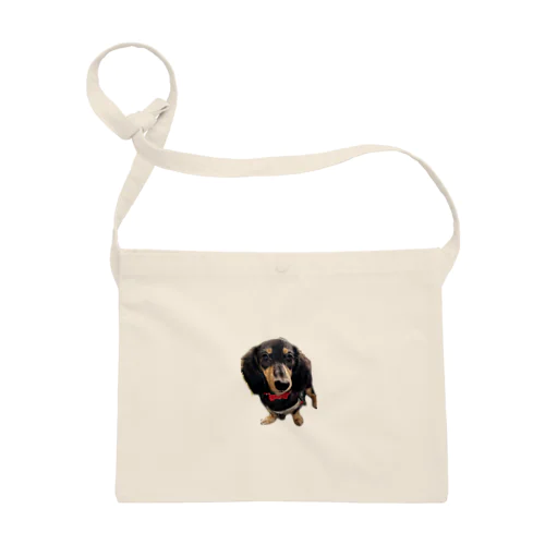 カニンヘンダックスの隼人くん Sacoche