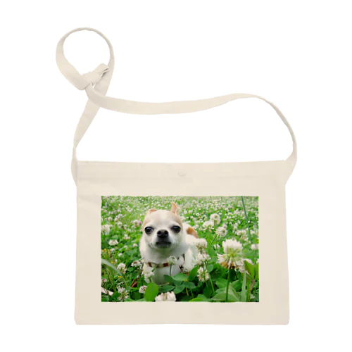 カラフルチワワ（クローバー） Sacoche