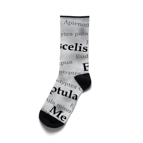 ペンギンの属名と学名いえるかな Socks