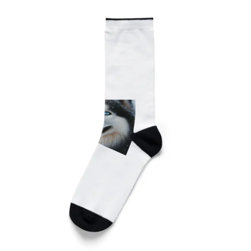 【ユニークな魅力が溢れるオッドアイハスキー！】 Socks