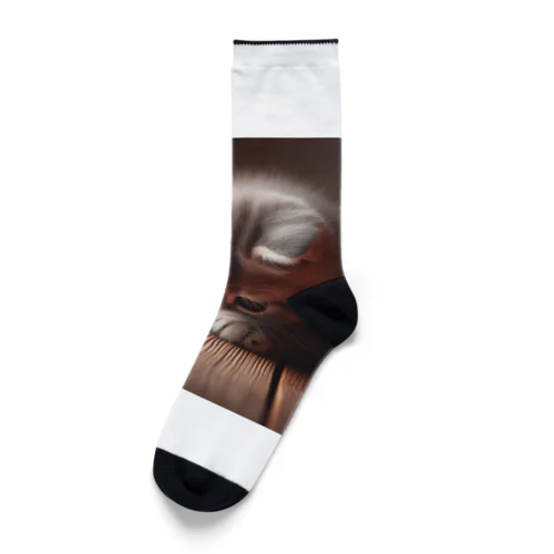 花瓶を倒して意気消沈のこにゃんこ Socks