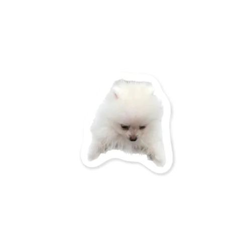 下を向くポメラニアン Sticker