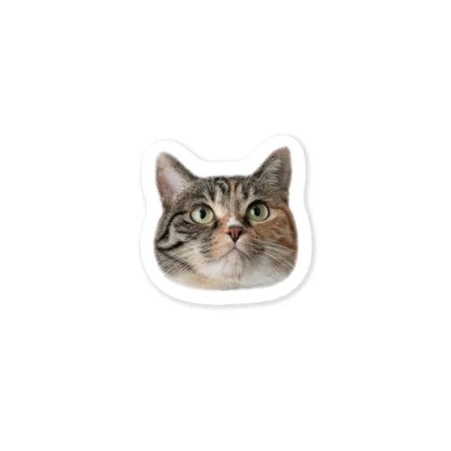 縞三毛」グッズ・アイテムの通販 ∞ SUZURI（スズリ） 桃3本 糸束2