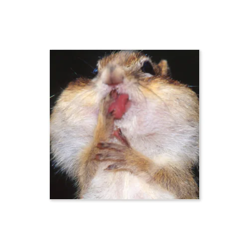 【エゾシマリス】ほっぺたと真っ赤な舌 Sticker