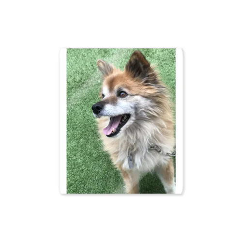 うちの犬 Sticker
