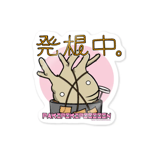 ぱきぽきぽーん　グラキリス発根中 Sticker