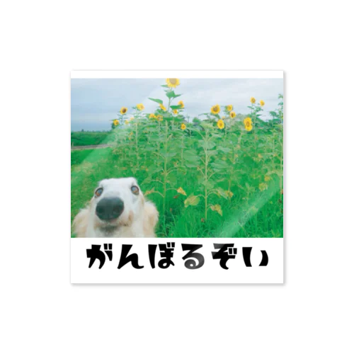 がんぼるぞい（ひまわり） Sticker