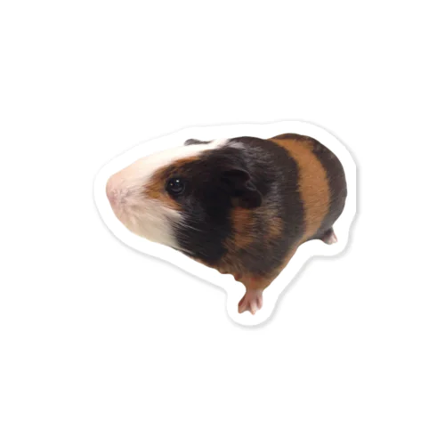 モルモットのモル Sticker