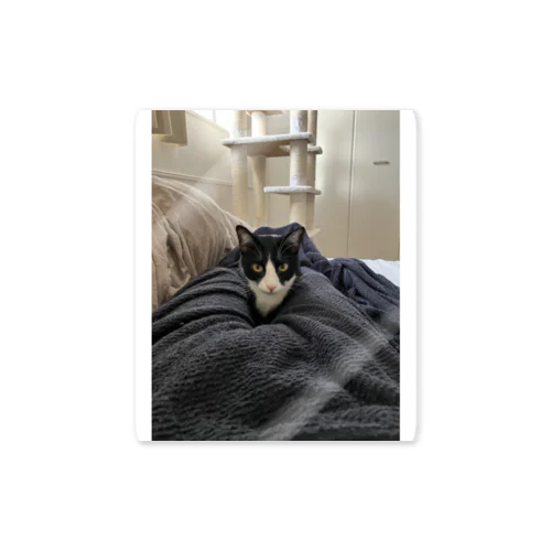 「谷間警備隊長・ロビン」ステッカー Sticker