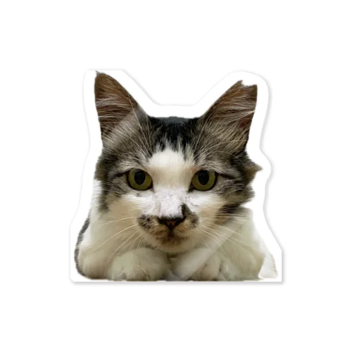 耳毛のミミー Sticker