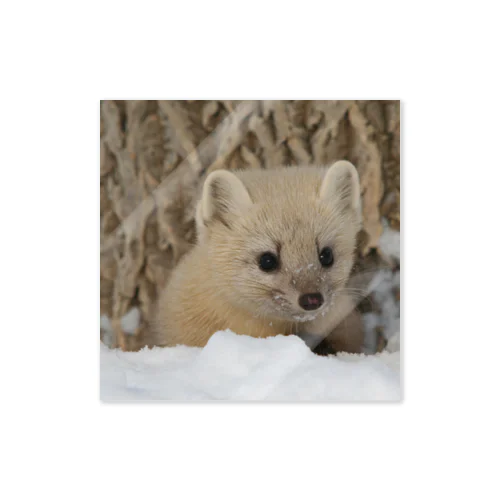 【#リフレッシュ】サロベツのエゾクロテン Sticker