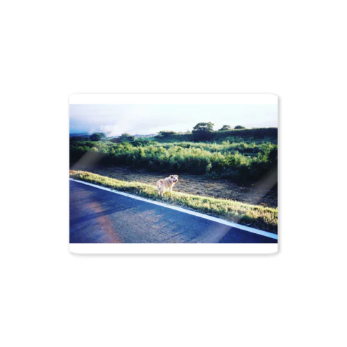 遠くを見るもじゃもじゃ Sticker