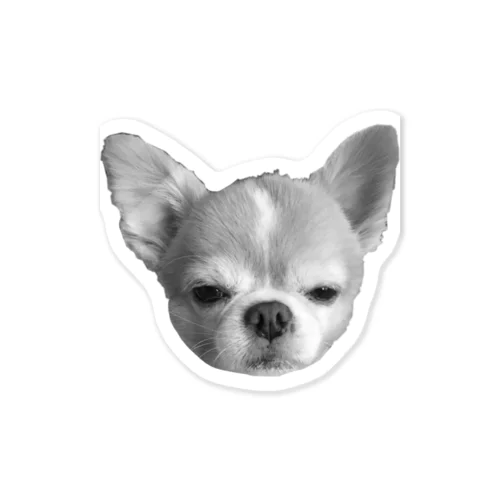 チワワ少しショック受けてる系 Sticker