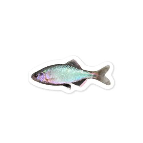 ミナミアカヒレタビラ Sticker