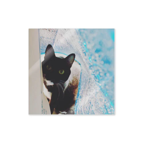 黒猫の日常 Sticker