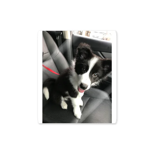 ボーダーコリーのゆうちゃん Sticker