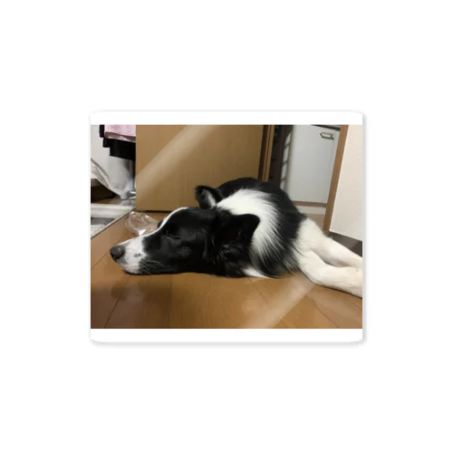 ボーダーコリーのゆうちゃん Sticker