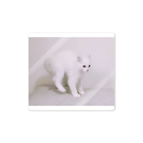 威嚇ねこ Sticker