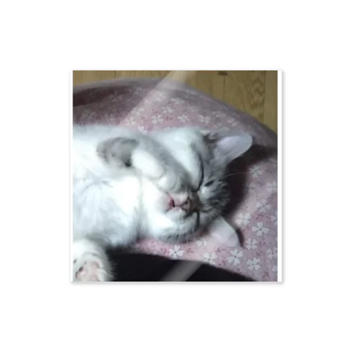 おねむの時間 猫の音羽ちゃん Sticker
