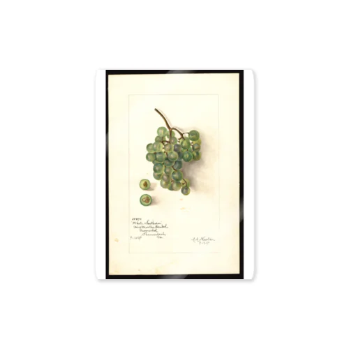 White Southern  Sticker