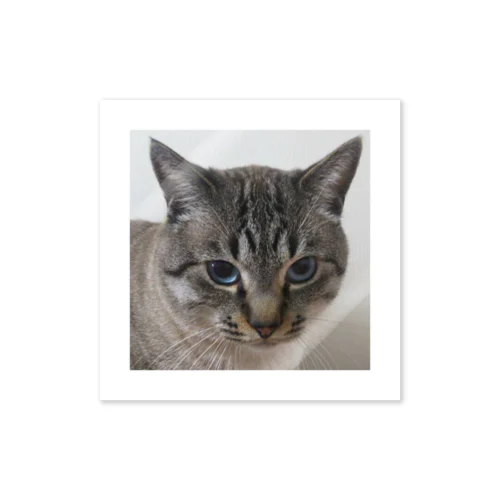 店長シエル Sticker