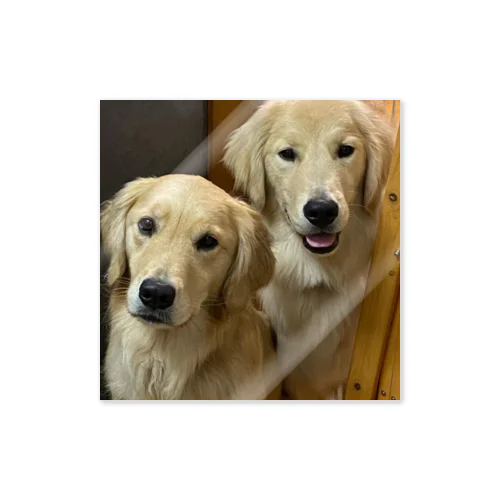 Golden Retriever Sarah&Taro3 Sticker