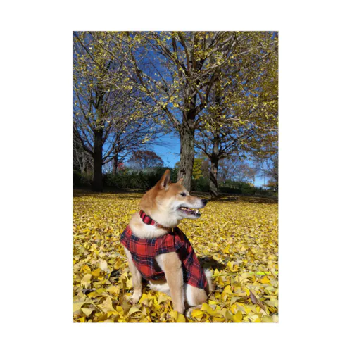 柴犬　秋イチョウ並木 Stickable Poster