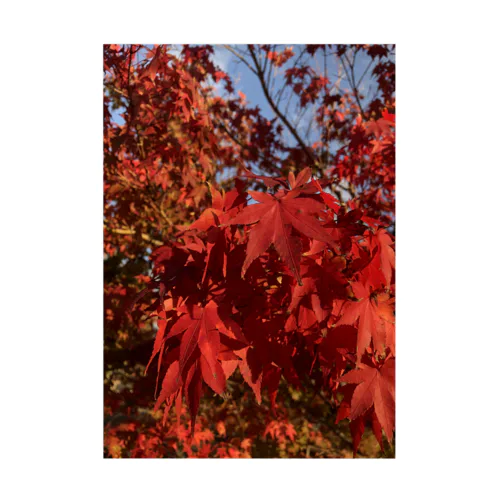 めっちゃ綺麗に撮影できた紅葉 Stickable Poster
