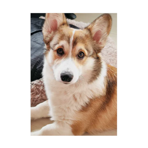 すましたコーギー犬ロック Stickable Poster