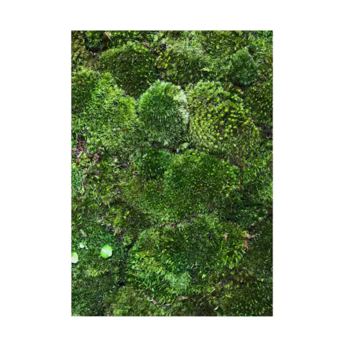 苔 Stickable Poster