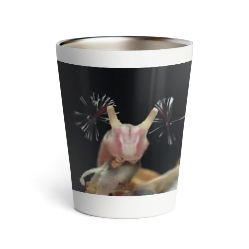 線香花火 Thermo Tumbler
