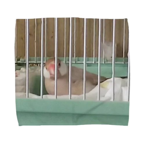 もも「なに撮ってんのよぉ」 Towel Handkerchief