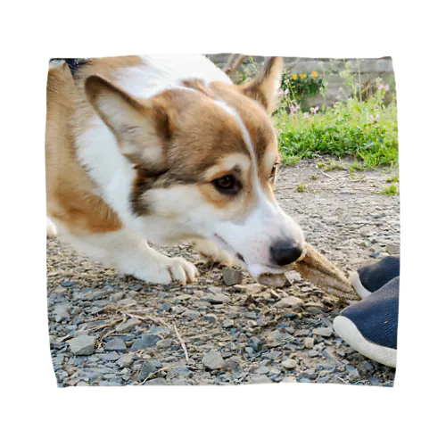 コーギー犬ロック「君の雑巾が欲しい」 Towel Handkerchief