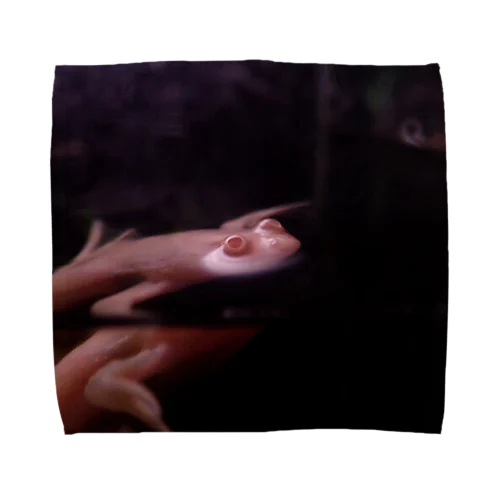 アフリカツメガエル Towel Handkerchief