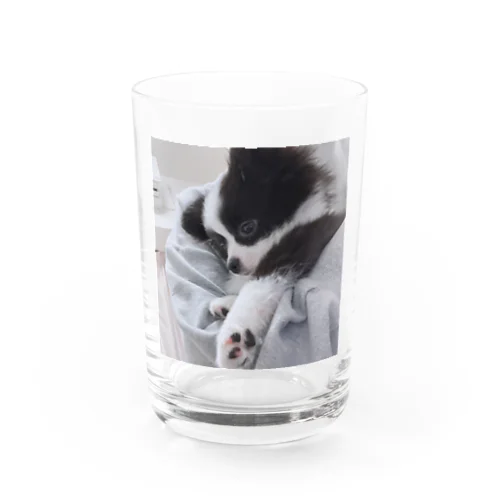 かわいい肉球 Water Glass
