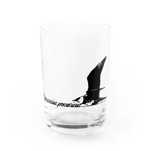 トウゾクカモメ Water Glass