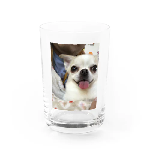 保護犬のみるたん Water Glass