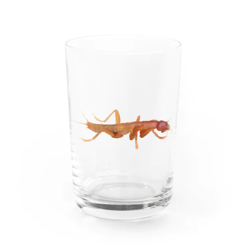 ガロアムシ Water Glass