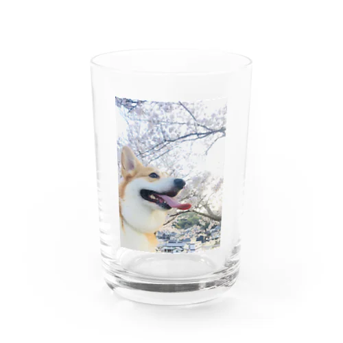 桜と黄昏コーギー Water Glass