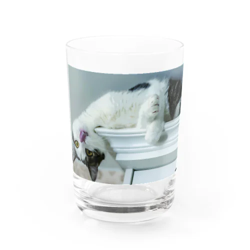 猫０４ Water Glass